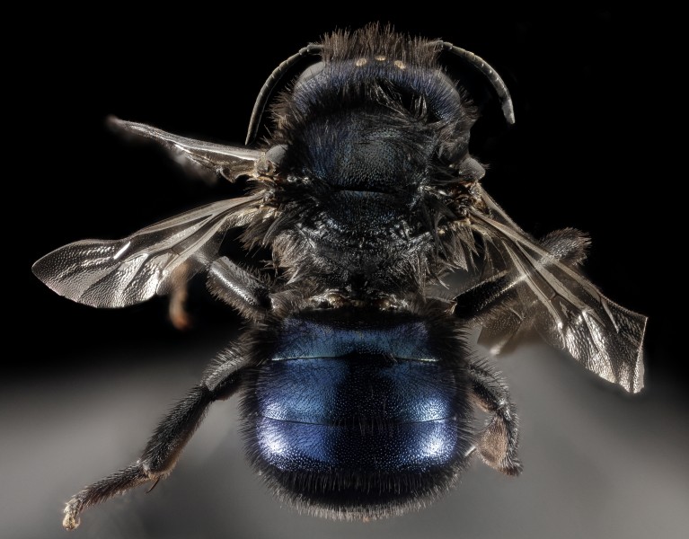 Osmia Californica, f, ca, santa barbara co., back 2015-11-20-18.23 (32753968872)