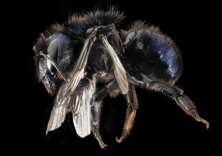Osmia Californica, f, ca, santa barbara co., side 2015-11-20-18.47 (32092818273)