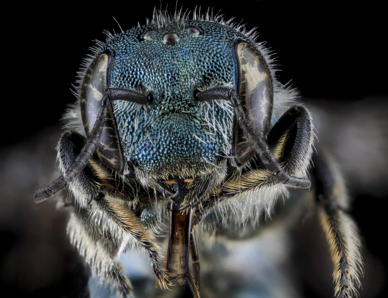 Osmia conjuncta, F, Face, MD, Carroll County 2013-08-09-18.03.24 ZS PMax (10329340616)