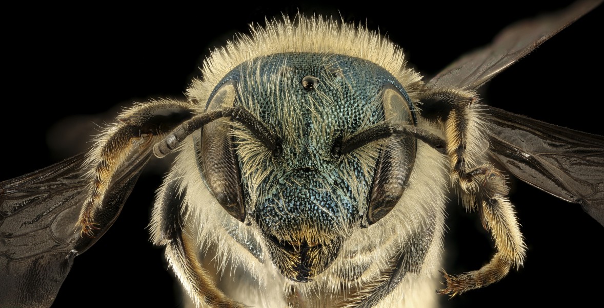 Osmia conjuncta, F, MD, face 2015-11-20-21.54 (24729951999)