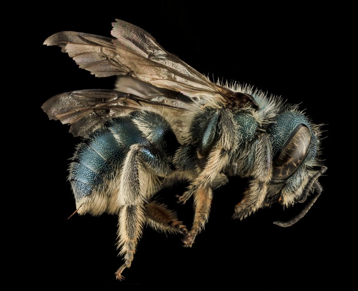 Osmia conjuncta, F, Side, MD, Carroll county 2013-08-09-18.10.19 ZS PMax