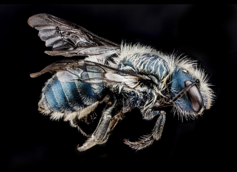 Osmia distincta, side 2012-07-02-17.35.19 ZS PMax