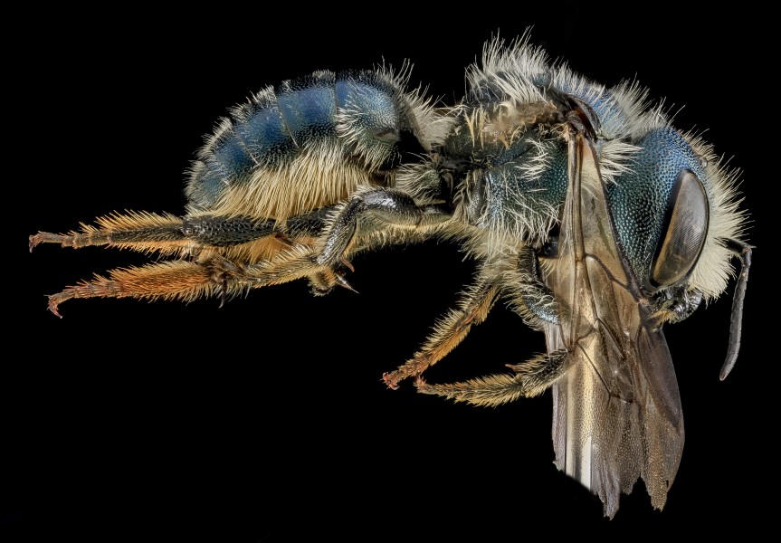 Osmia georgica, F, Side, Carroll Co. MD 2013-07-23-15.49.51 ZS PMax (9828360663)