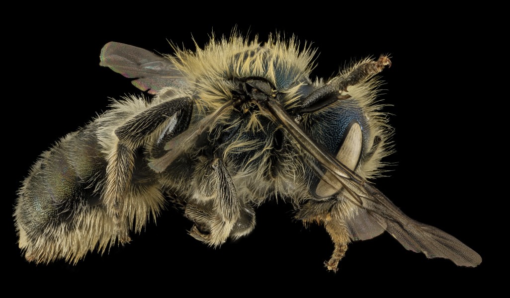 Osmia inspergens, F,, Side, MA, Barnstable County 2014-04-11-17.36.43 ZS PMax (14170996232)