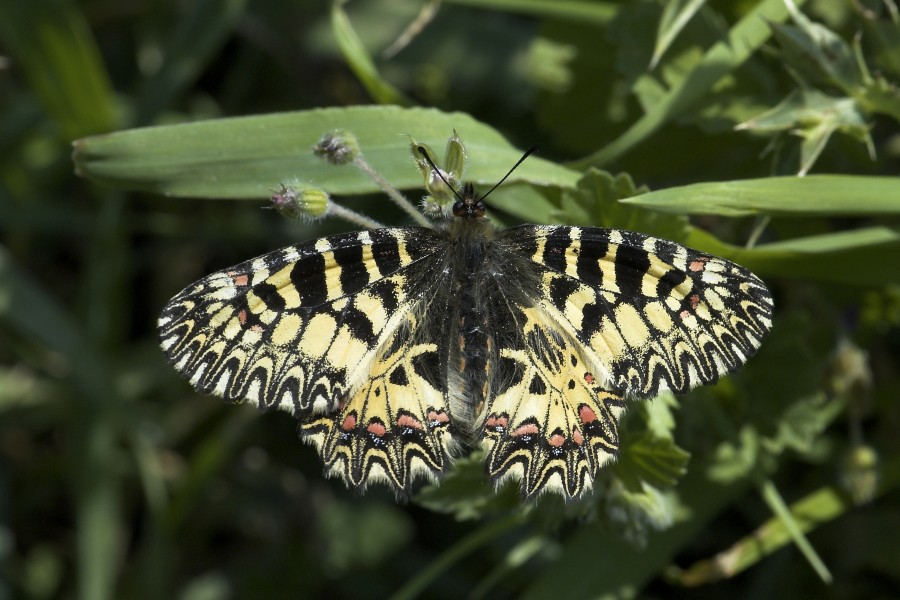 Osterluzeifalter (Zerynthia polyxena)-001
