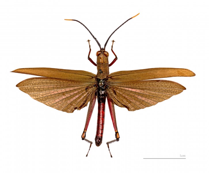 Othnacris surdaster MHNT