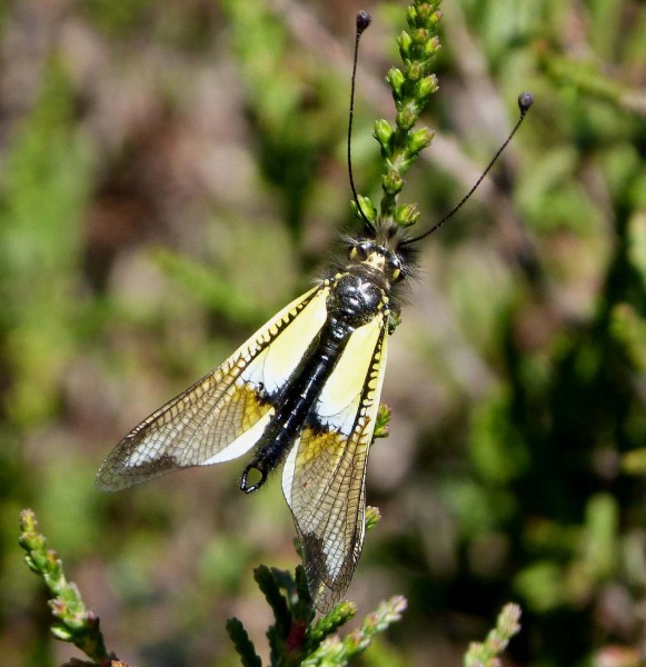 Owl-fly, Libelloides baeticus - Flickr - gailhampshire (1)