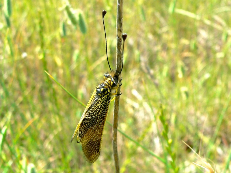 Owl-Fly (Libelloides longicornis) (8329066005)