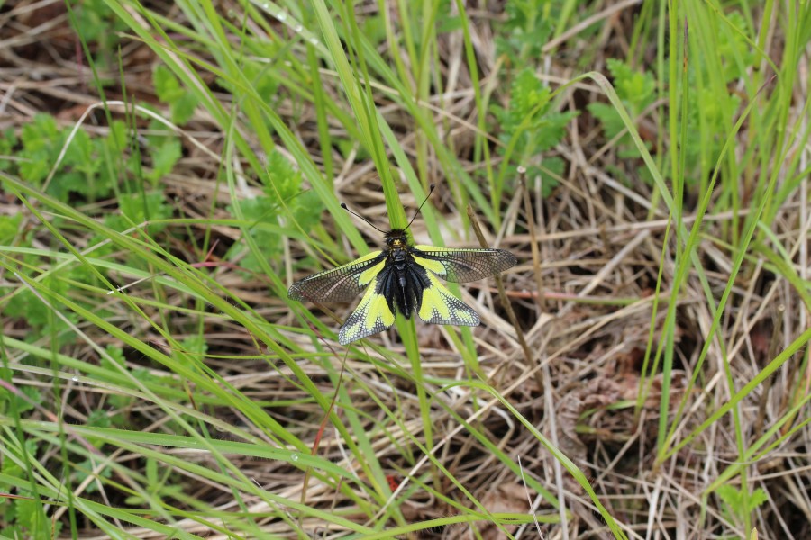 Owly Sulphur - Libelloides coccajus (11931077853)