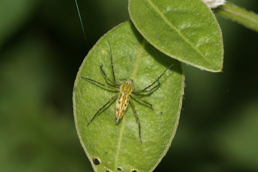 Oxyopes Sp 6256