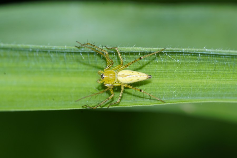 Oxyopes sp 7516