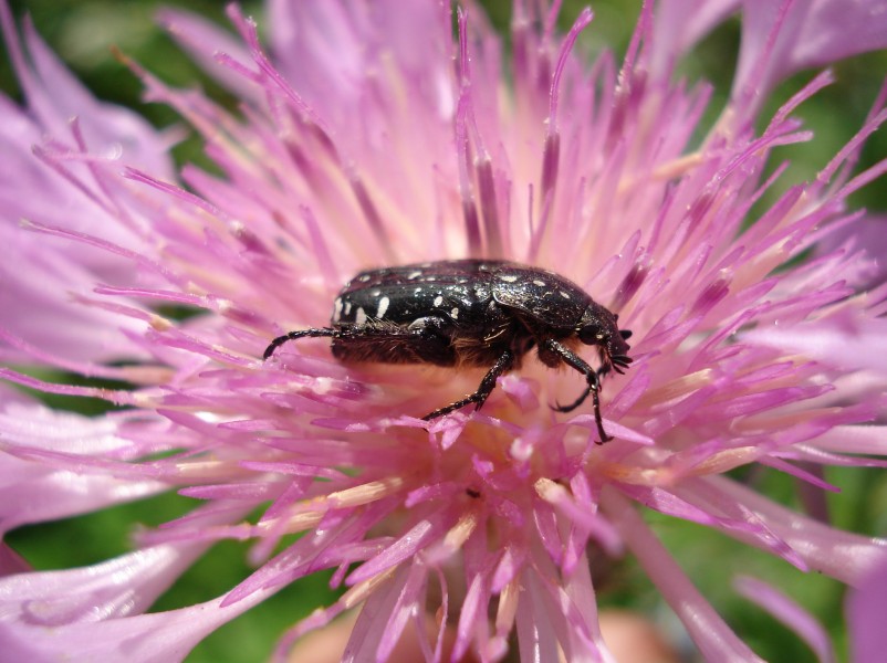 Oxythyrea funesta 02