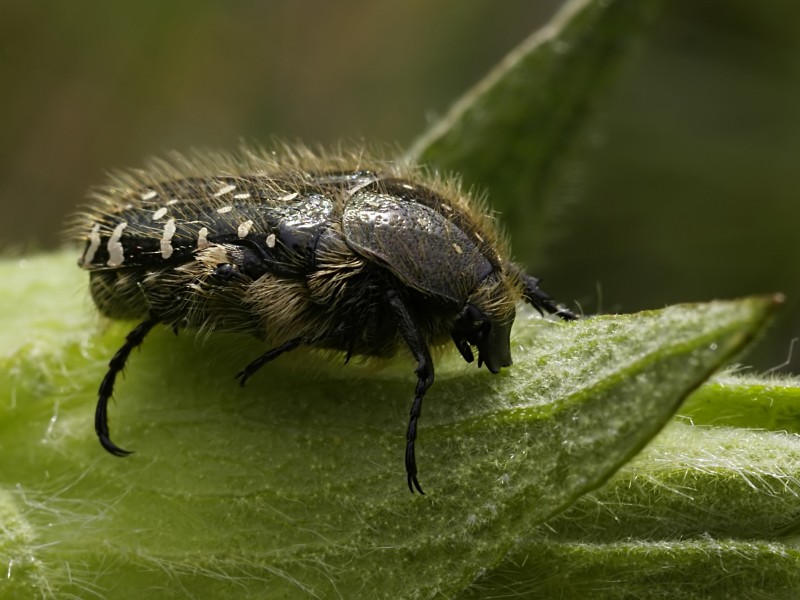 Oxythyrea funesta (el Perelló)