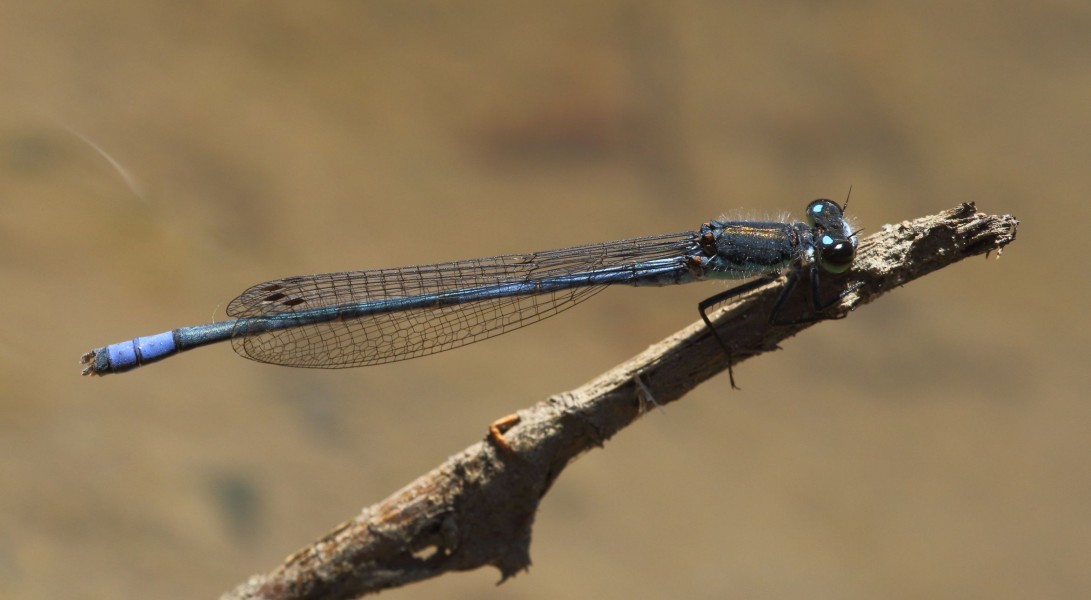 P draconis AManson 2015 12 17 12 40 49 1355