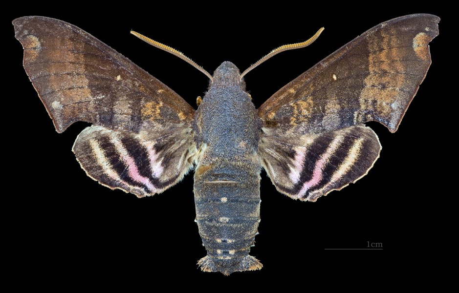 Pachygonidia martini MHNT CUT 2010 0 152 Lago Agrio Canton, Ecuador, male dorsal