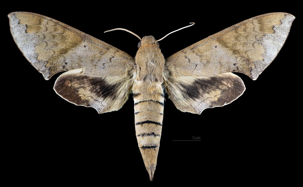 Pachylioides resumens MHNT CUT 2010 0 283 Itahaya, Serra da Pedra, Brazil female dorsal