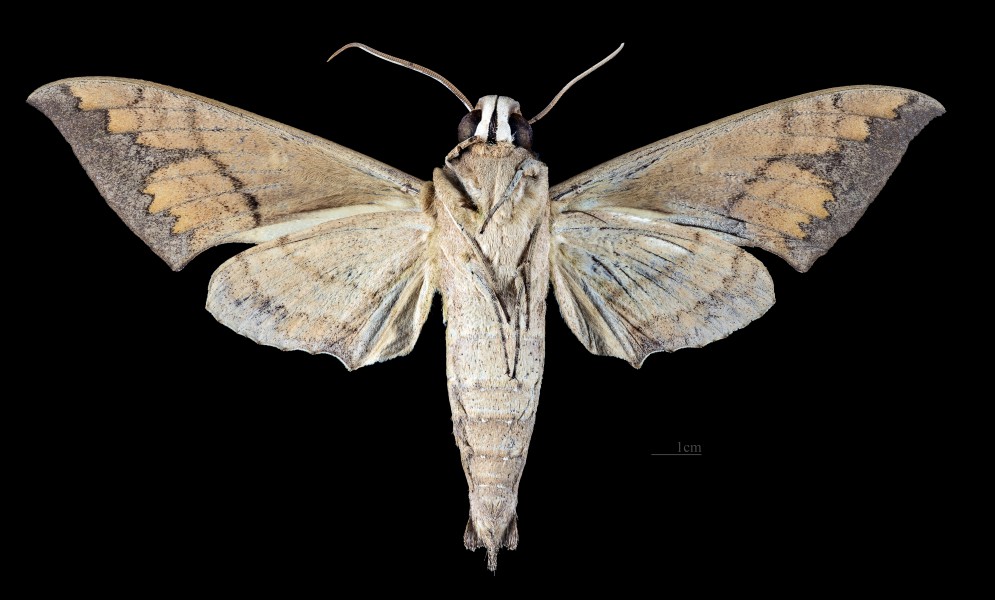 Pachylioides resumens MHNT CUT 2010 0 283 San Diego (east coast) Mexico male ventral