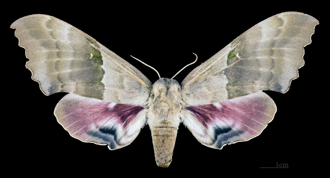 Pachysphinx modesta MHNT CUT 2010 0 119 Marathon Co Wisconsin femal dorsal