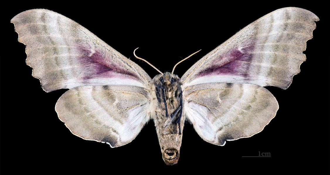Pachysphinx modesta MHNT CUT 2010 0 119 Marathon Co Wisconsin femal ventral
