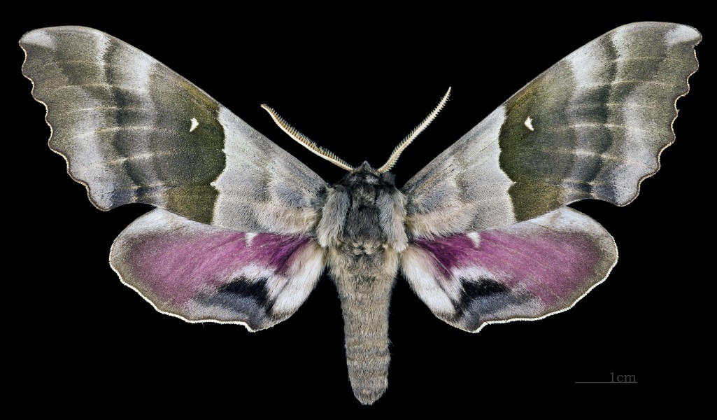 Pachysphinx modesta MHNT CUT 2010 0 119 Wakefield, Quebec Canada male dorsal