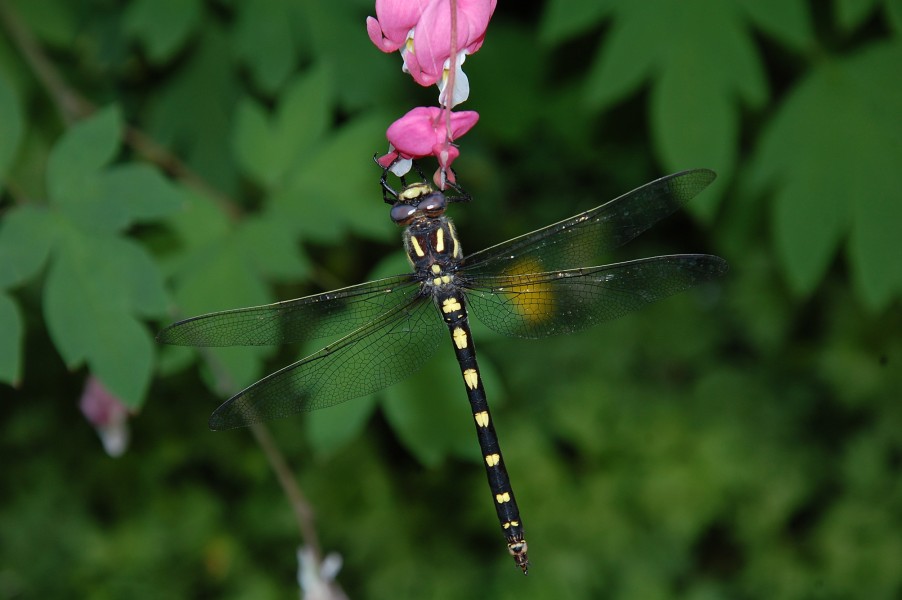 Pacific Spiketail Dragonfly