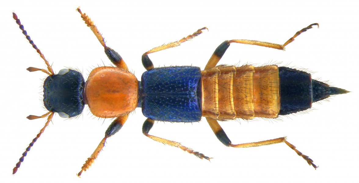 Paederus littoralis Gravenhorst, 1802 (3465675909) (2)