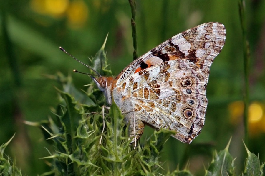 Painted lady (Vanessa cardui) underside