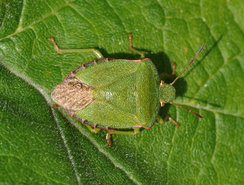 Palomena prasina qtl4