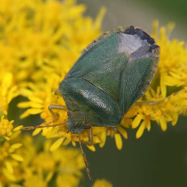 Palomena prasina Richard Bartz