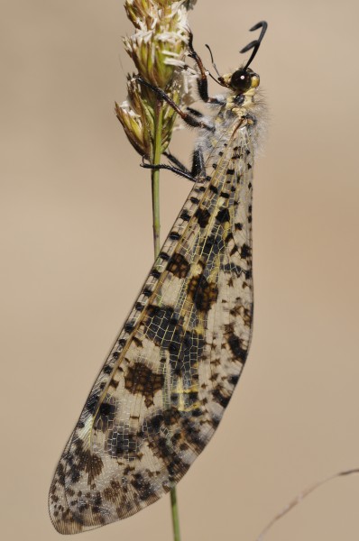 Palpares libelluloides - Antlion