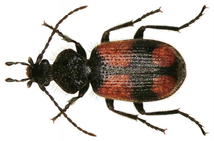Panagaeus bipustulatus (Fabricius, 1775) (3007540743)
