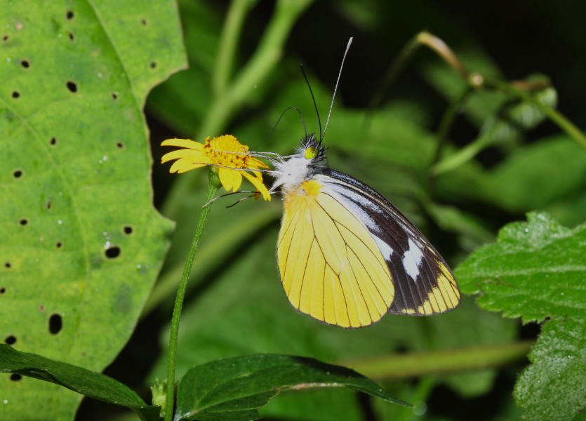 Panama ledidoptera (9495393062)