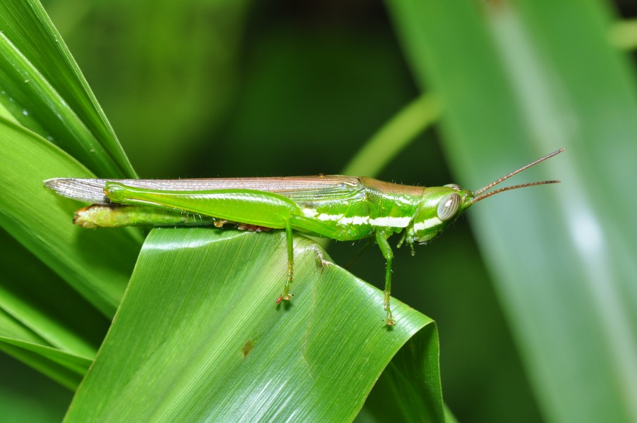 Panama orthoptera (9546098527)