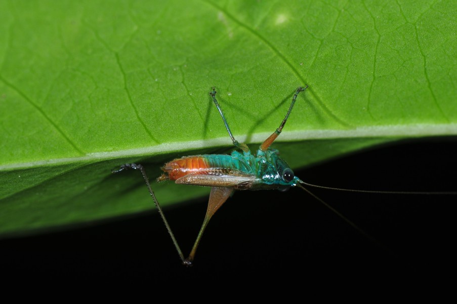 Panama orthoptera (9546107825)