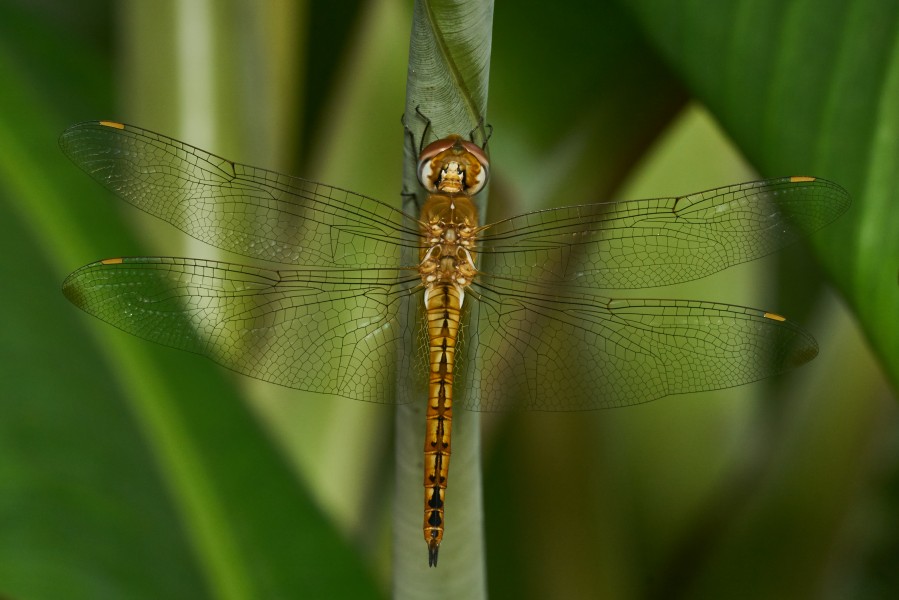 Pantala flavescens-Kadavoor-2017-05-04-002
