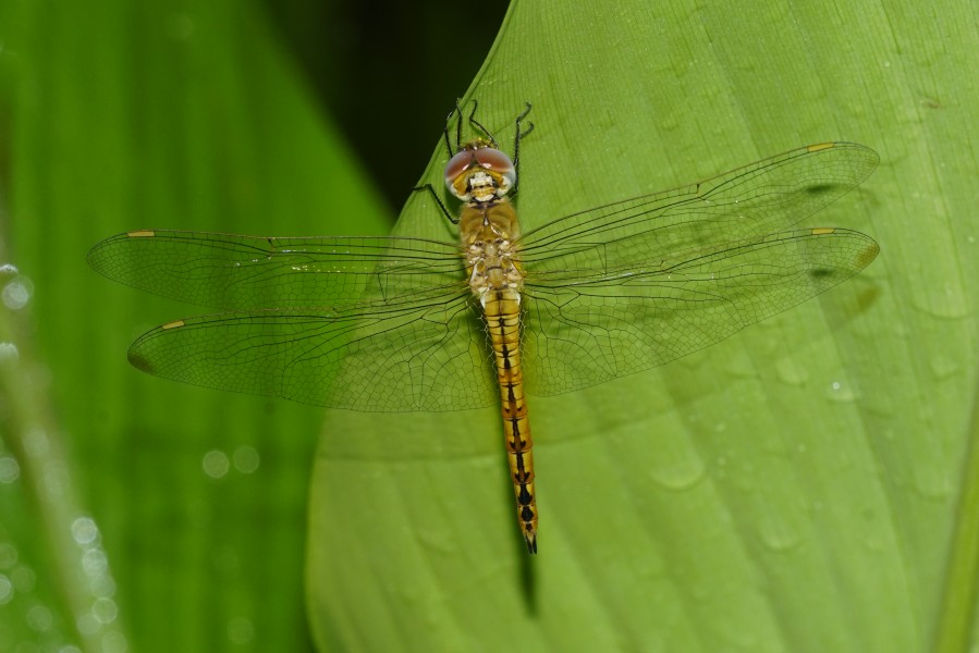 Pantala flavescens 6635