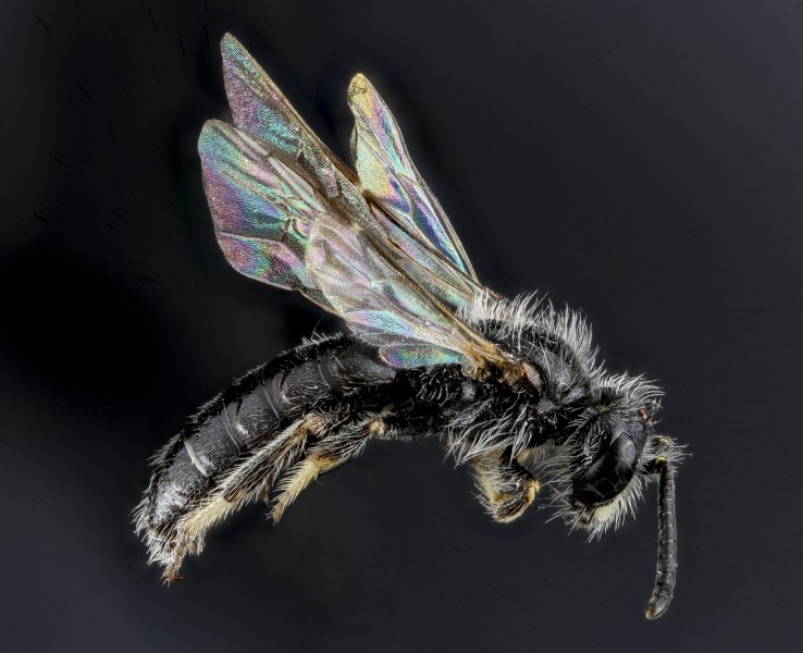Panurginus, species A, Sounth Dakota, Side 2012-08-31-22 (7918566564)