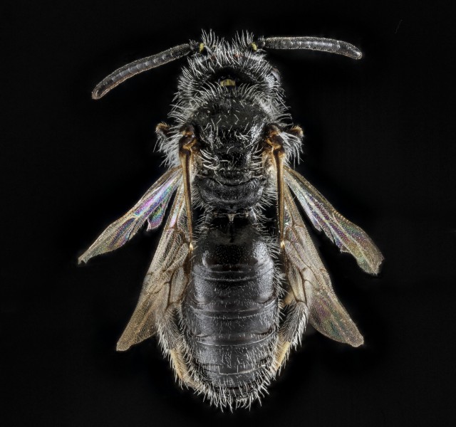 Panurginus, species A, South Dakota, back 2012-08-31-22 (7918565230)