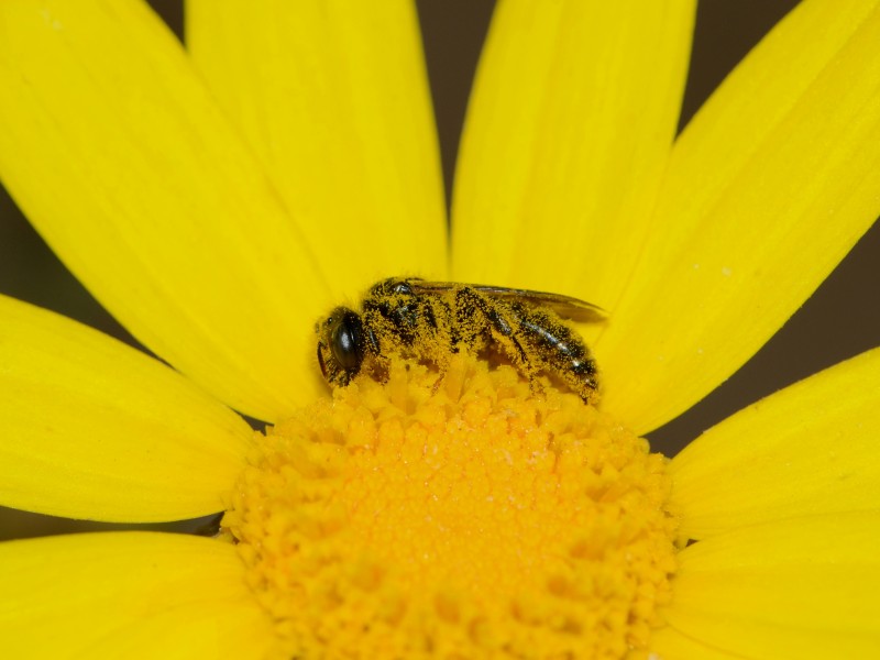 Panurgus female on Glebionis 1