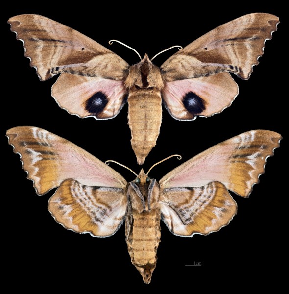 Paonias excaecatus MHNT CUT 2010 0 222 Georgia USA female