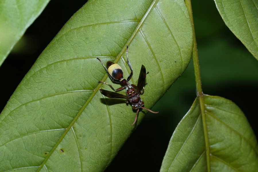 Paper Wasp 5957