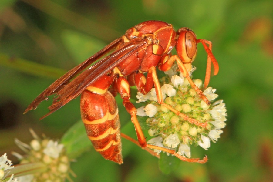 Paper Wasp - Polistes bellicosus, Okaloacoochee Slough State Forest, Felda, Florida