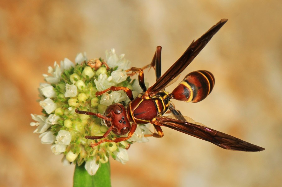 Paper Wasp - Polistes dorsalis, Big Cypress National Preserve, Ochopee, Florida