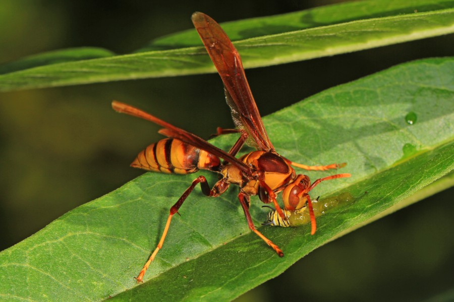 Paper Wasp - Polistes major with Queen caterpillar, Fairchild Botanical Gardens, Coral Gables, Florida