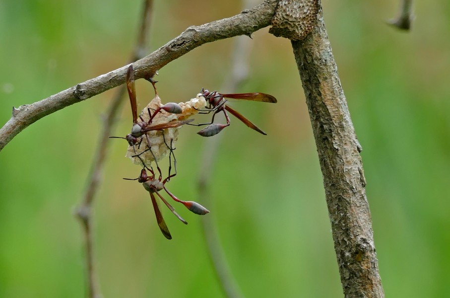 Paper Wasps (Belonogaster dubia) (16599366609)
