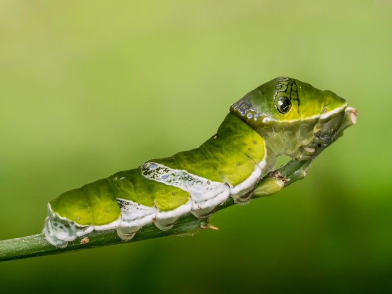Papilio demodocus larva Stratford Butterfly Farm (2)
