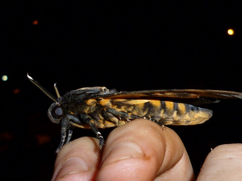 Papilio unnamed2