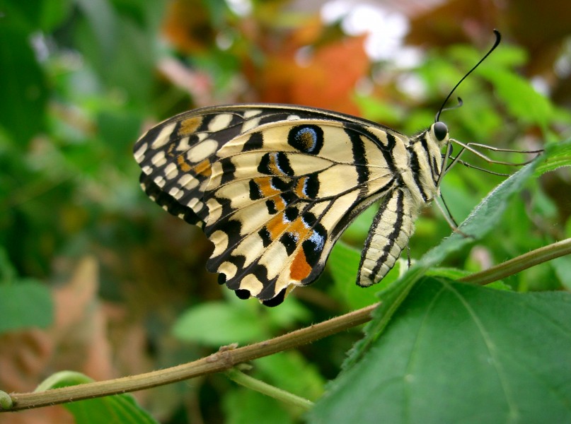 PapillonClasse