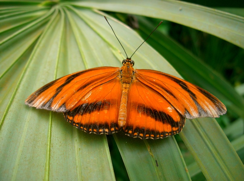 PapillonOrange