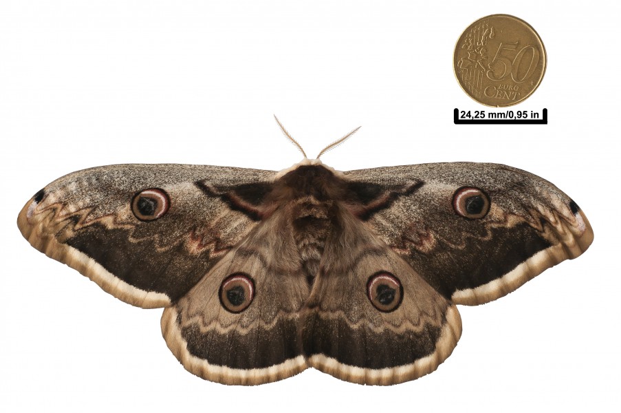 PapillonPaonNuit